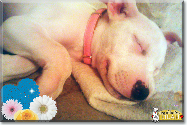 Lilah the Pitbull Terrier/Husky mix, the Dog of the Day