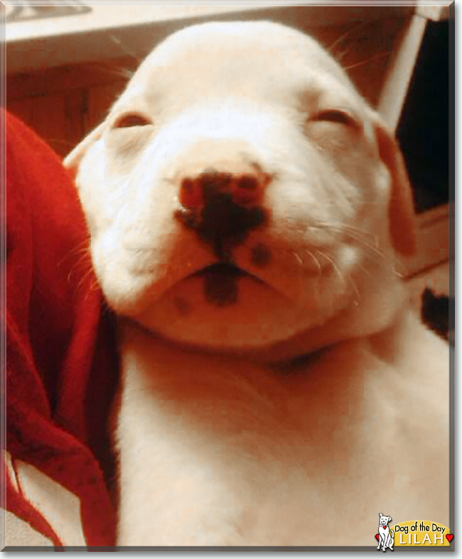 Lilah the Pitbull Terrier/Husky mix, the Dog of the Day