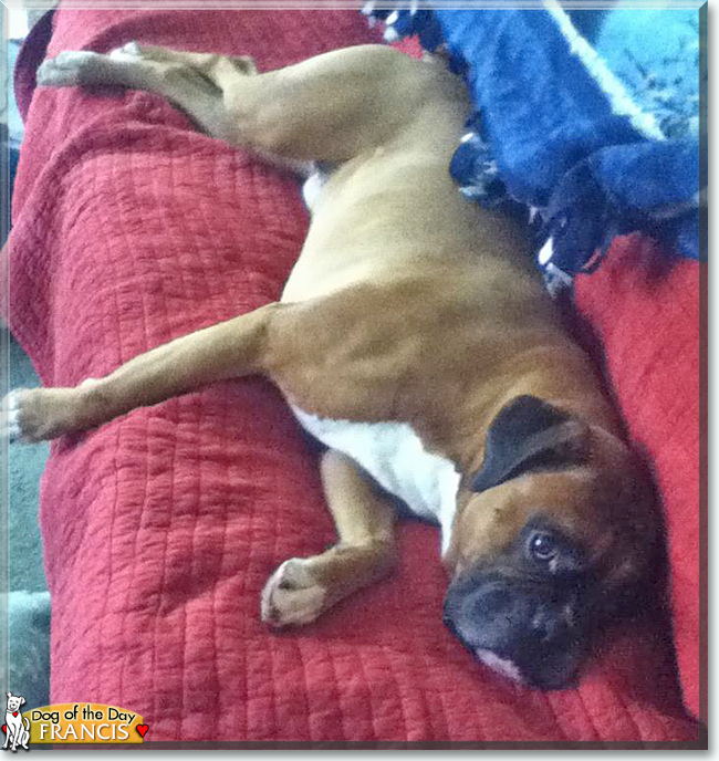 Francis the Boxer, the Dog of the Day
