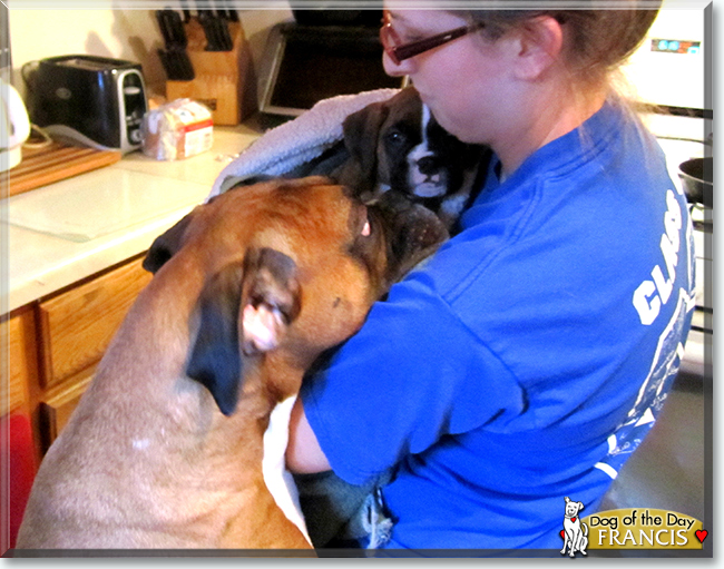 Francis the Boxer, the Dog of the Day