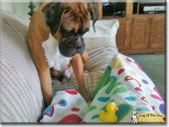 Francis the Boxer, the Dog of the Day