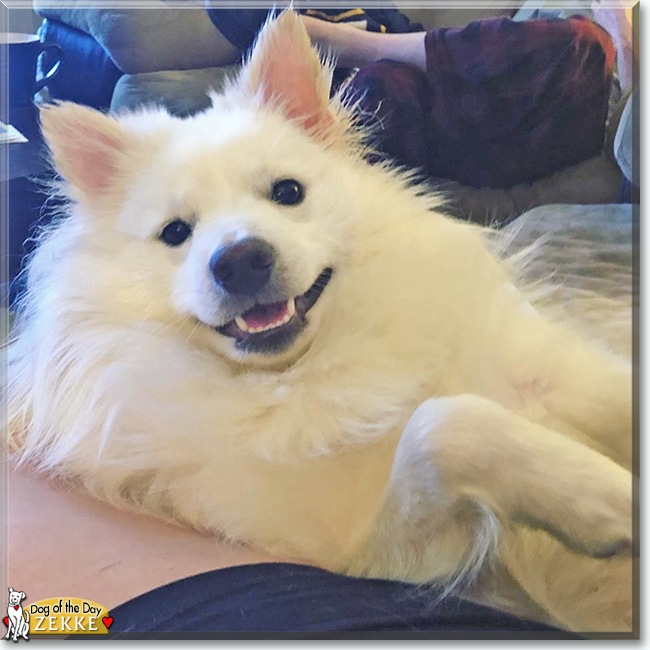 Zekke the American Eskimo, Pomeranian mix, the Dog of the Day