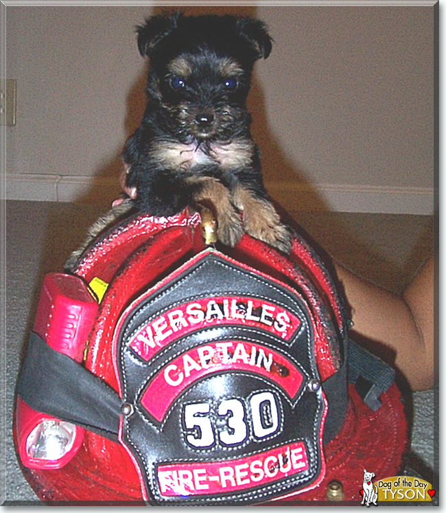 Tyson the Yorkshire Terrier/Poodle mix, the Dog of the Day