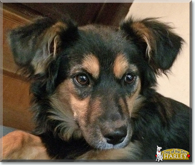 Harley the English Shepherd, the Dog of the Day