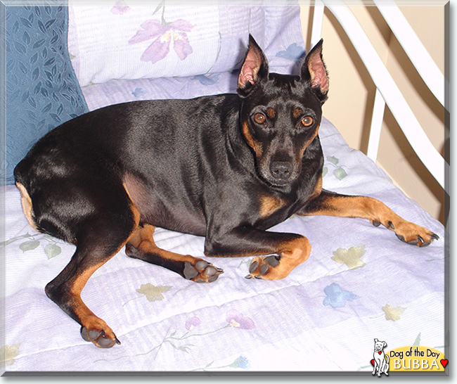 Bubba the German Pinscher, the Dog of the Day