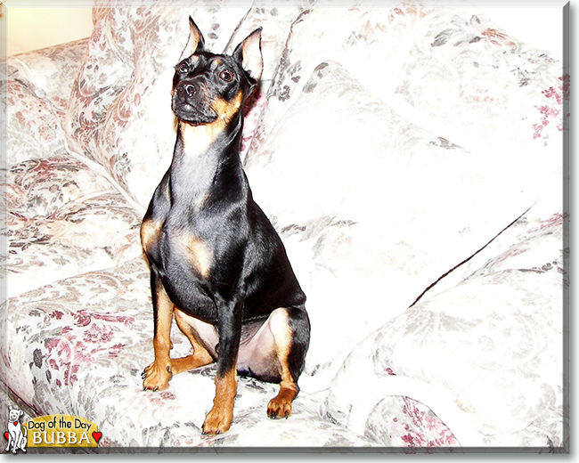 Bubba the German Pinscher, the Dog of the Day