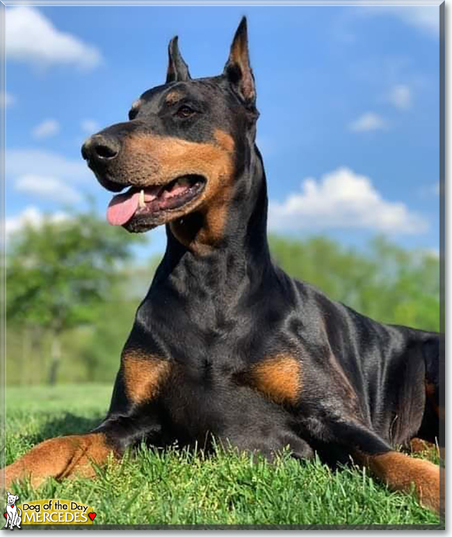 Mercedes the Doberman Pinscher, the Dog of the Day