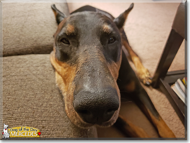 Mercedes the Doberman Pinscher, the Dog of the Day
