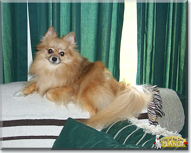 Peanut the Pomeranian, the Dog of the Day