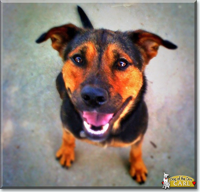 Carl the Rottweiler mix, the Dog of the Day
