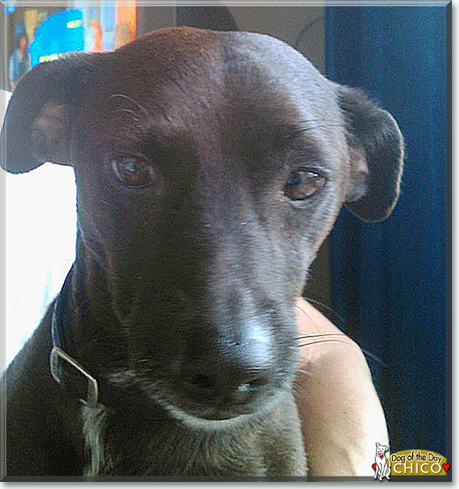 Chico the Dog, the Dog of the Day