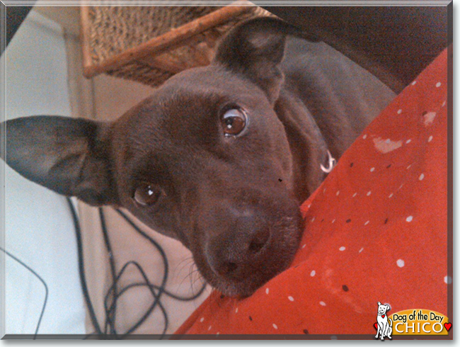 Chico the Dog, the Dog of the Day