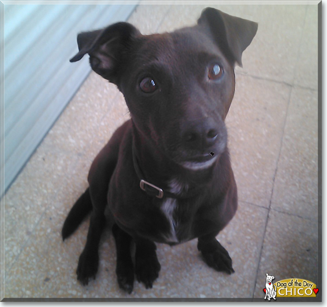 Chico the Dog, the Dog of the Day
