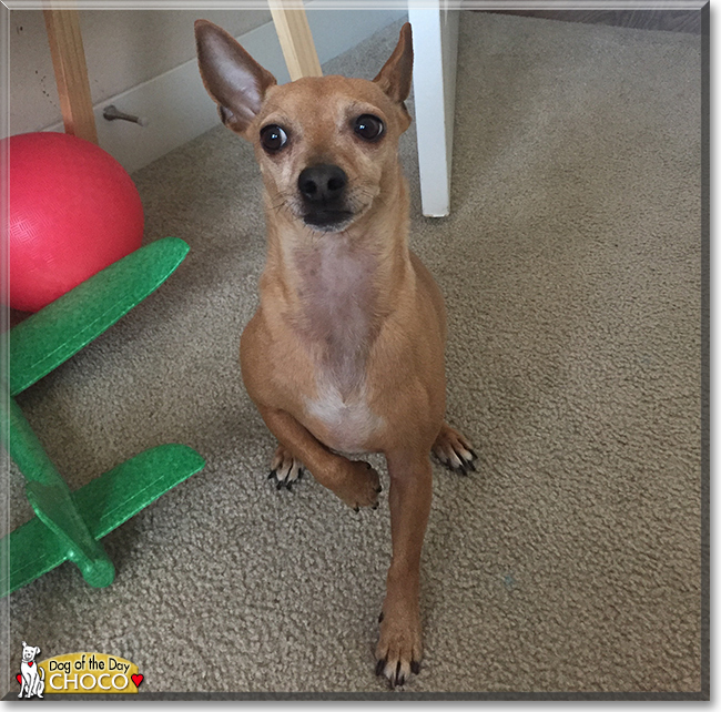 Chocolate the Chihuahua, the Dog of the Day Chocolate the Chihuahua, the Dog of the Day