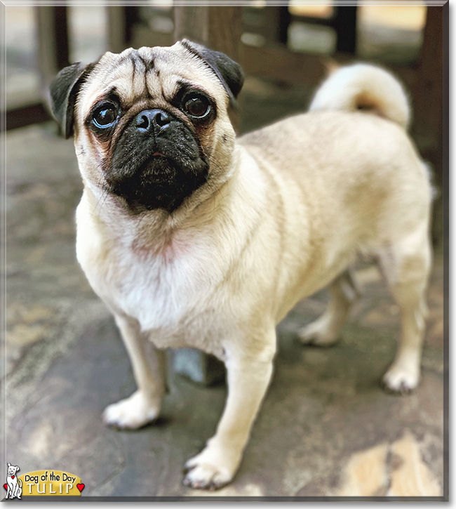 Tulip the Pug, the Dog of the Day