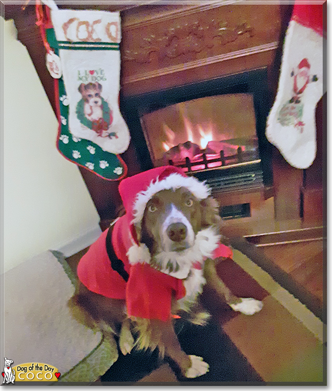 Coco the Border Collie, the Dog of the Day