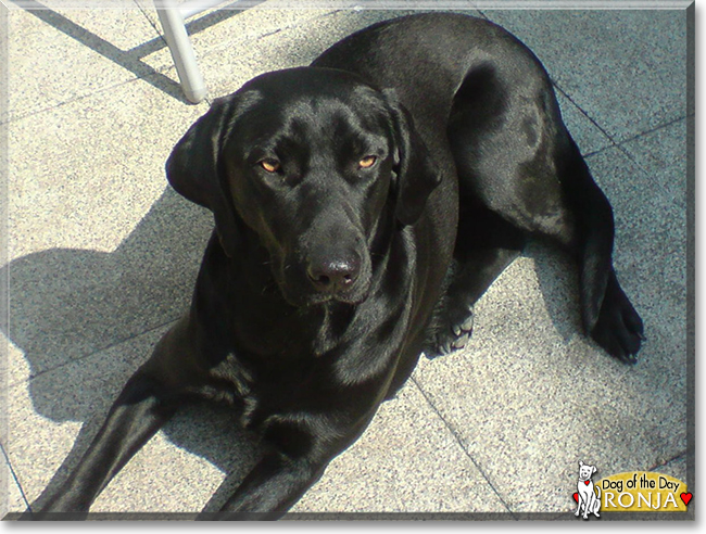 Ronja the Labrador Retriever, the Dog of the Day