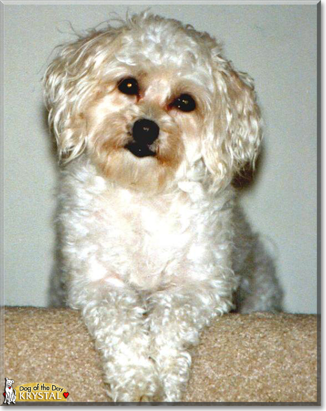 Krystal the Bishon Frise, the Dog of the Day