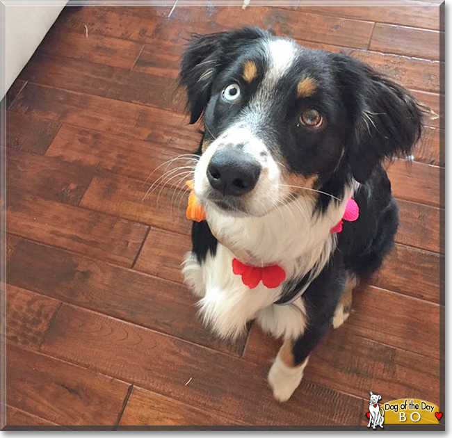 Bo the Australian Shepherd, the Dog of the Day