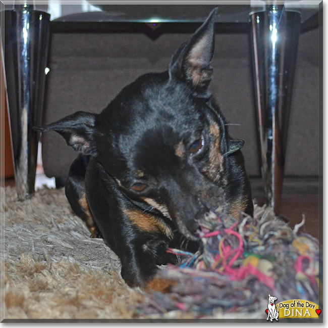 Dina the Miniature Pinscher, the Dog of the Day
