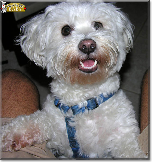 Baby the Maltese, Bichon Frise mix, the Dog of the Day