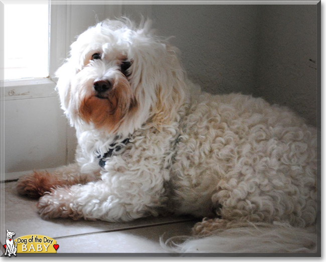 Baby the Maltese, Bichon Frise mix, the Dog of the Day