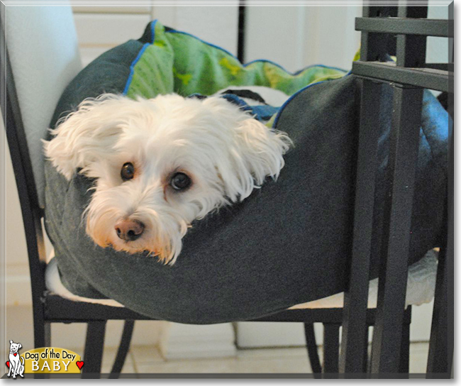 Baby the Maltese, Bichon Frise mix, the Dog of the Day Baby the Maltese, Bichon Frise mix, the Dog of the Day