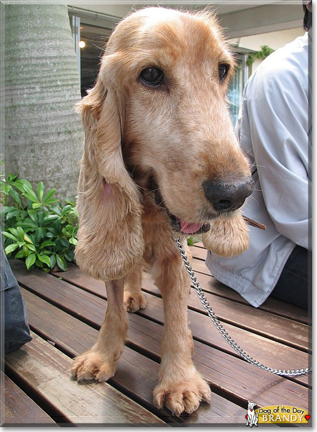Brandy the English Cocker Spaniel, the Dog of the Day