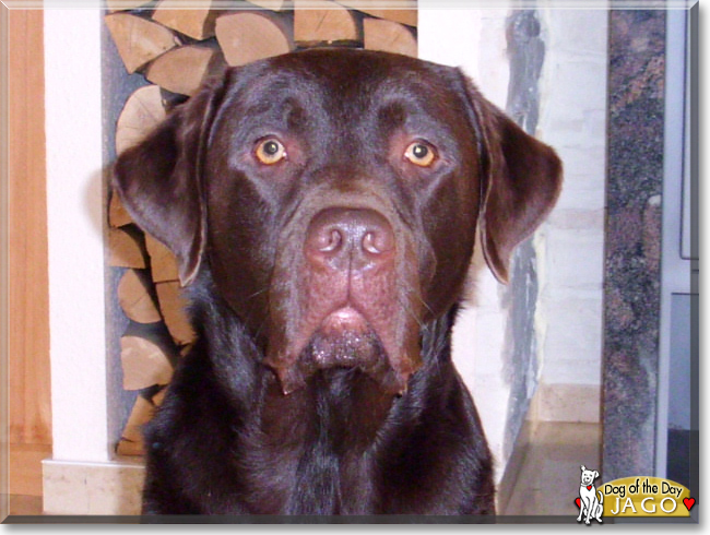 Jago the Labrador Retriever, the Dog of the Day