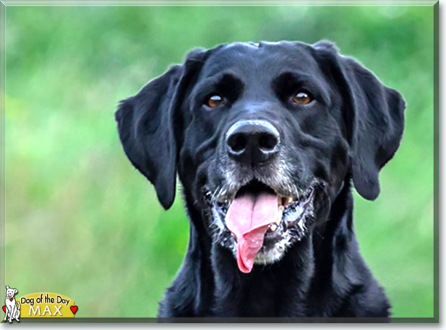 Max the Labrador Retriever, Pointer mix, the Dog of the Day
