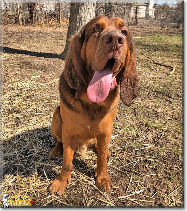 King the Bloodhound, the Dog of the Day