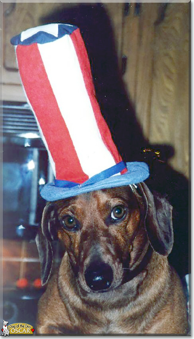 Oscar the Dachshund, the Dog of the Day
