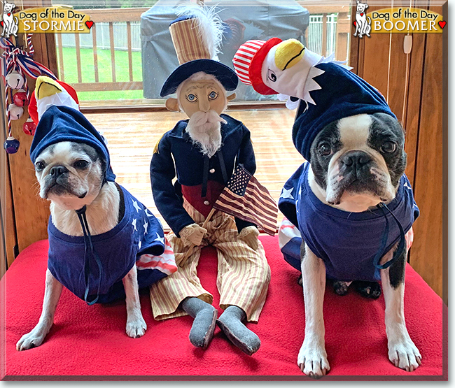 Stormie and Boomer the Boston Terriers, the Dogs of the Day
