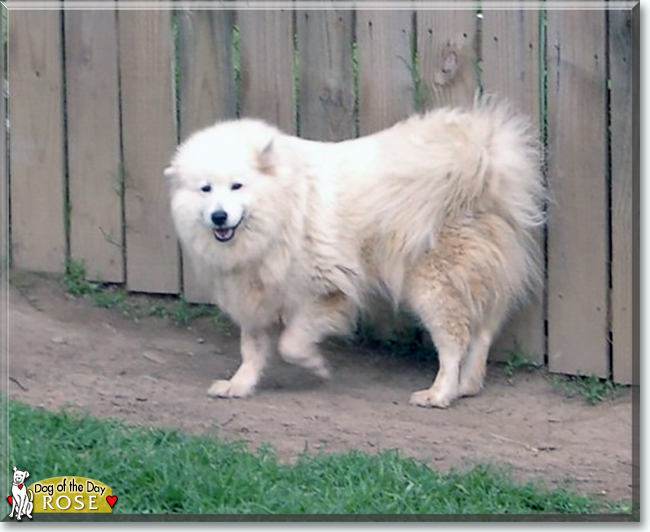 Rose the Samoyed, the Dog of the Day