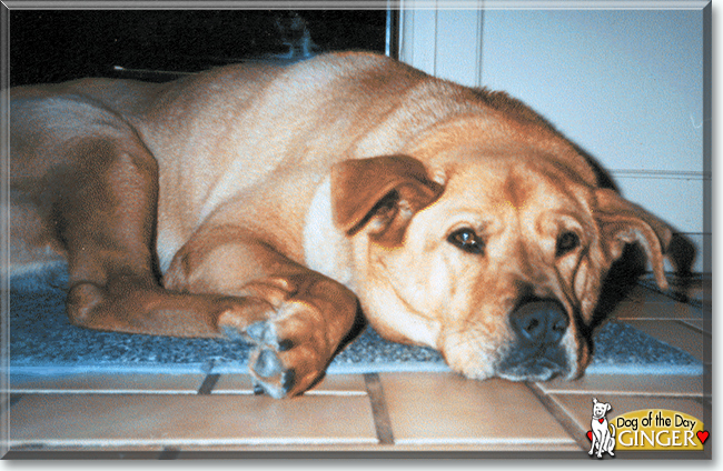 Ginger the Chow Chow/German Shepherd Dog, the Dog of the Day