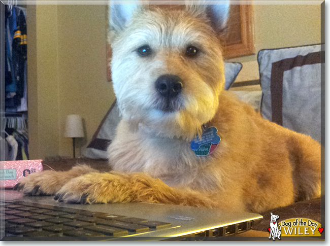 Wiley the Terrier mix, the Dog of the Day