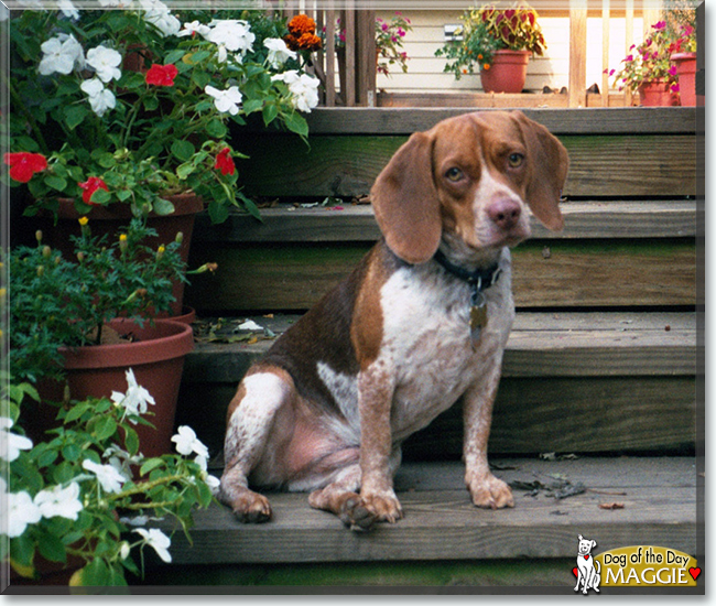 Maggie the Beagle, the Dog of the Day
