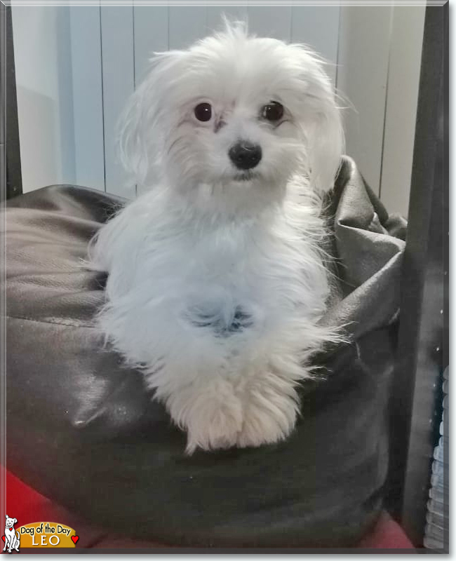 Leo the Maltese, the Dog of the Day