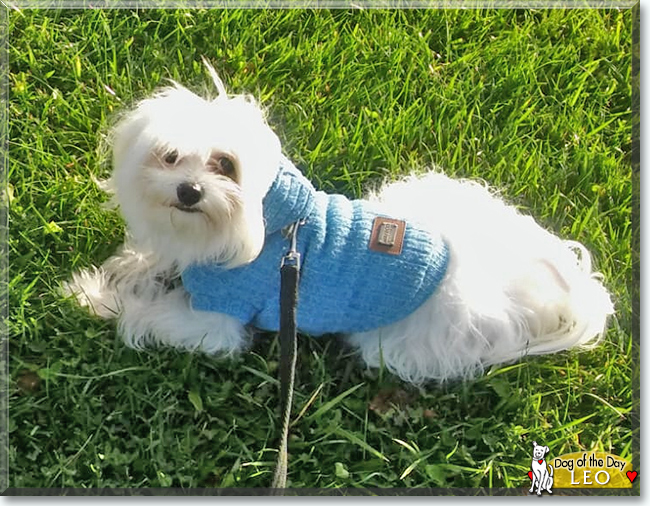Leo the Maltese, the Dog of the Day