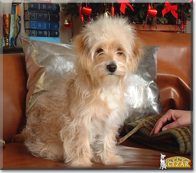 Cezar the Havanese mix, the Dog of the Day