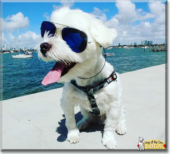 Luca the Maltese, the Dog of the Day