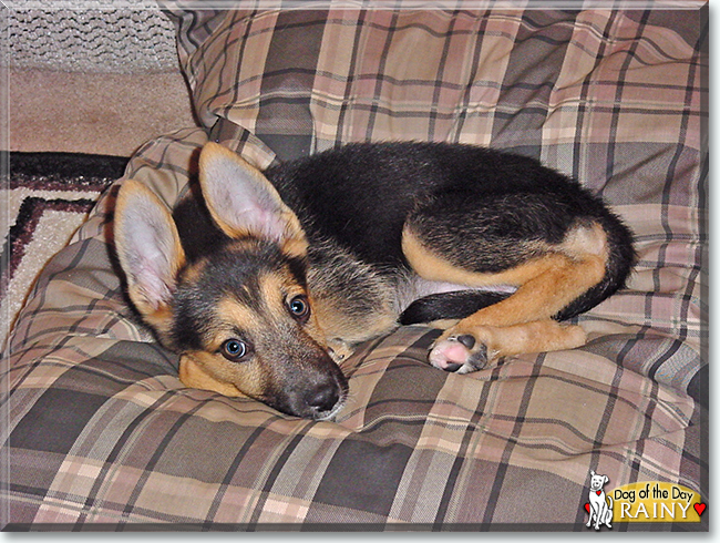 Rainy the German Shephard Dog, the Dog of the Day