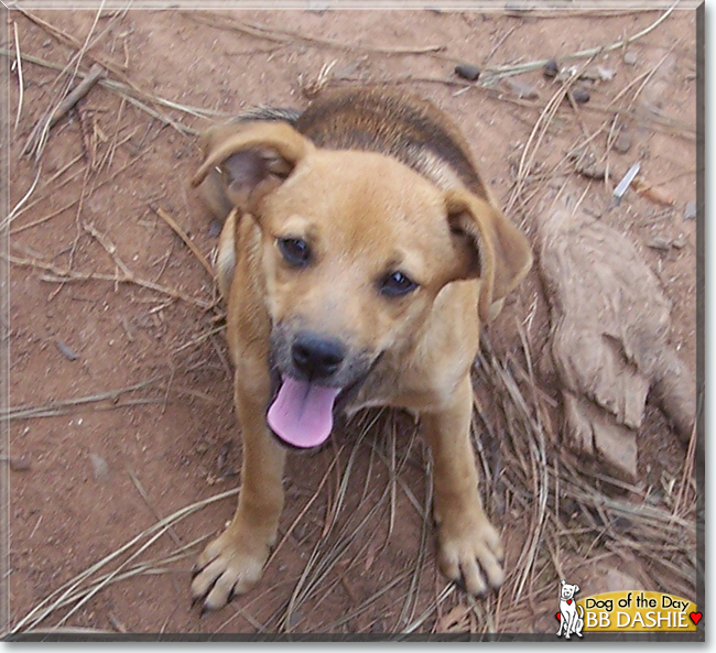 BB Dashie the Shiba Inu mix, the Dog of the Day