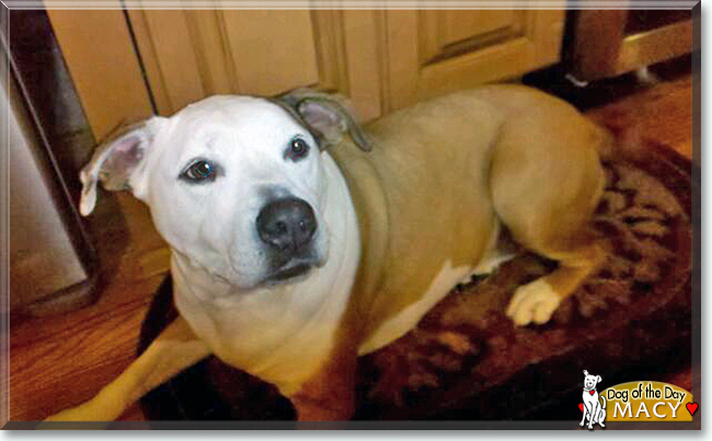Macy the American mix, the Dog of the Day