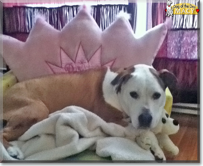 Macy the American mix, the Dog of the Day