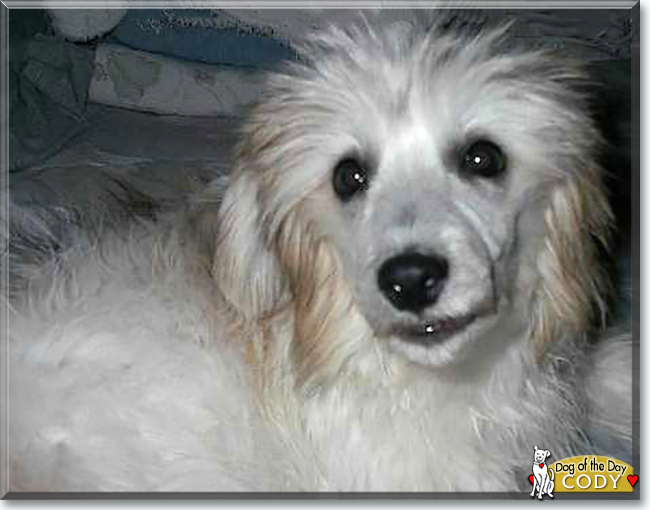Cody the Chinese Crested Powder Puff, the Dog of the Day