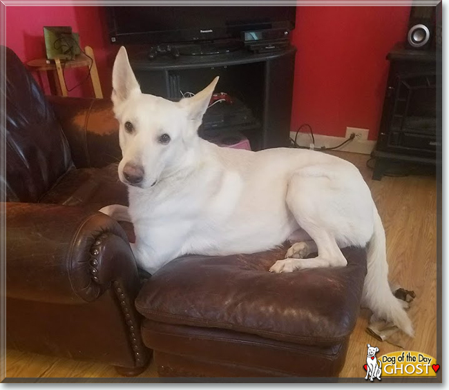 Ghost the German Shepherd Dog, the Dog of the Day