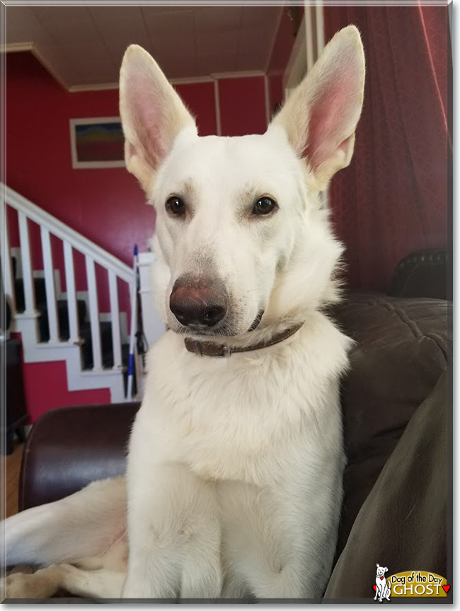 Ghost the German Shepherd Dog, the Dog of the Day