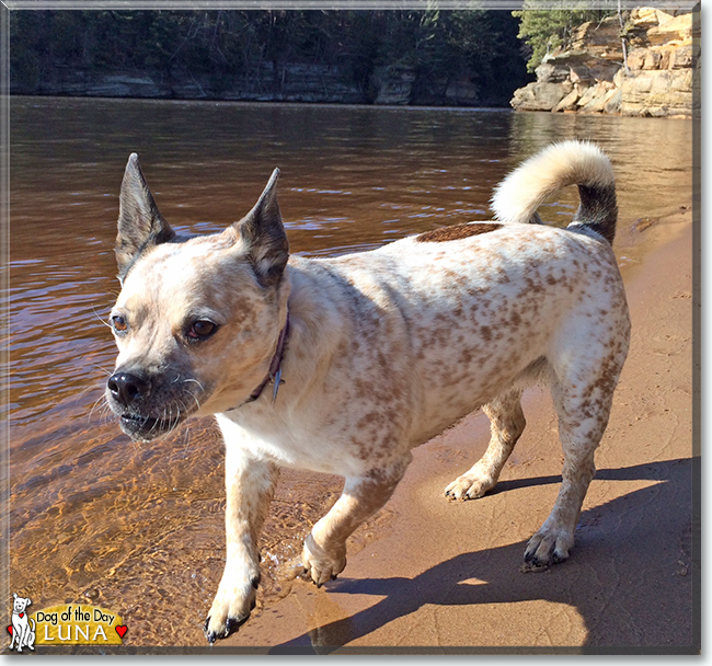 Luna the Red Heeler, Pug mix, the Dog of the Day