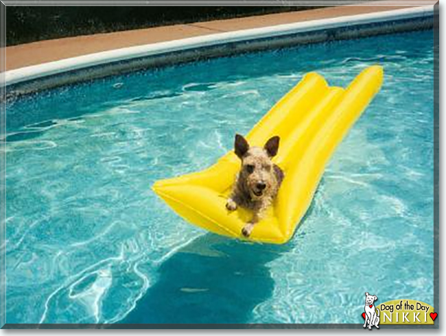 Nikki the Wire-Haired Fox Terrier, the Dog of the Day